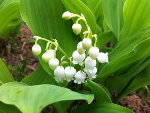 国产铃兰养殖方法视频,视频教程详解