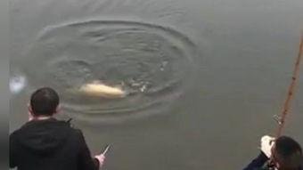 钓大鱼视频国产在线观看