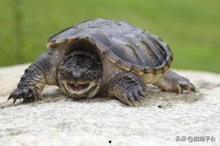 国产大鳄龟怎么养的视频,视频教程详解