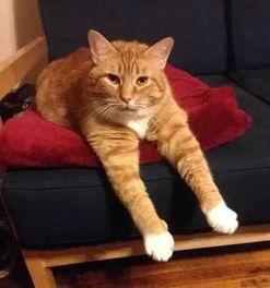 国产田园猫训练视频,国产视频教你轻松驯养萌宠